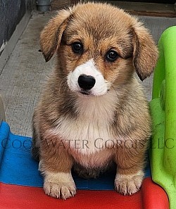 Taylor(Sold) is a snuggle bug who loves to roll around and play with her siblings. She will come with a puppy pack, 2 sets of vaccinations, 30 days of trupanion puppy insurance, akc pet reg. She will be a red/white Gotcha day is 11/2  $2850