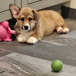 Steven(Sold) is very loving and sweet. He comes from two dogs who aim to please. He will be between 25-30lbs full grown. He is a red and white snuggly boy! He will come with 2 sets of vaccinations and a puppy pack. He is a snuggle bunny who like to lay on his back while sleeping :-). He will be ready 11/2  $2850