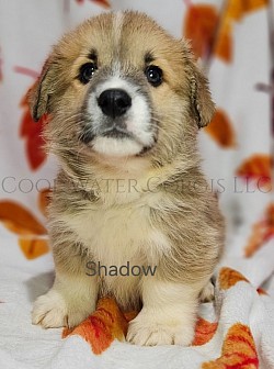 Shadow(Sold) is a very sweet boy. I can already see his personality come through. Hes going to be a loyal boy who loves to play and give kisses. He comes with a puppy pack, 2 sets of vaccinations, akc pet reg and 30 days of trupanion puppy insurance.  Gotcha day is 12/13 $2850