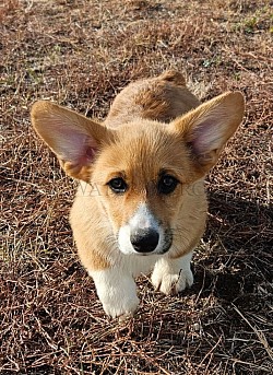 Cam(Sold) is a very sweet boy. I can already see his personality come through. He's going to be a loyal precious boy who loves to play. He comes with a puppy pack,  2 sets or vaccination , akc pet reg and 30 days of trupanion puppy insurance. He will be ready 11/2 $2850