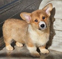 Candy Corn (sold)is very sweet and she is already showing signs of being a snuggle bug. She will come with a puppy pack, 30days of trupanion puppy insurance, akc pet reg, 2 sets of vaccinations and a puppy pack gotcha day 12/13 $2850