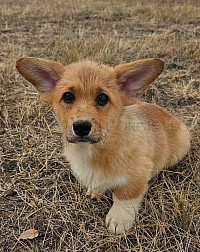 Wednesday(SOLD)is a spunky sweet girl. She snuggles with her mom and siblings and loves to roll around.  She will be between 25-30lbs full grown. She will come with 2 sets of vaccinations, a puppy pack and 30 days of puppy insurance. Gotcha day 12/13 $2850