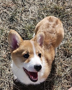 Iris is the daughter of Silco and Hazel l. She is a complete sweetheart and I cant wait to watch her grow up see what she can bring to the program.