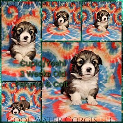 Cupid(SOLD) is a precious fluffy boy who aims to love. Playing is already happening. He come two amazing parents. He will come with 2 sets of vaccinations, a puppy pack, and 30 days of trupanion puppy insurance. His gotcha day is 3/29 $3250