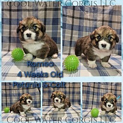 Romeo(SOLD) is very loving and sweet. He comes from two dogs who aim to please. He will be between 25-30lbs full grown. He is a dqrk sable fluffy snuggly boy! He will come with 2 sets of vaccinations and a puppy pack. He is a snuggle bunny who like to lay on his back while sleeping :-). He will be ready 3/29  $3250