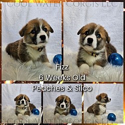 Fizz(SOLD) is a go boy. He is already giving kisses and exploring. He comes with a puppy pack, 2 sets of vaccinations, akc pet reg and 30 days of trupanion puppy insurance.  Gotcha day 3/28 $2850