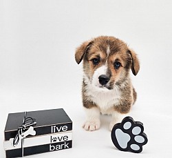 POP is a sweet boy.  He's going to be a loyal precious boy who loves to play. He comes with a puppy pack,  2 sets or vaccination , akc pet reg and 30 days of trupanion puppy insurance. He will be ready 3/28 $2850