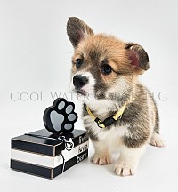 Sparkle is a spunky sweet girl. She snuggles with her mom and siblings and loves to roll around.  She will be between 25-30lbs full grown. She will come with 2 sets of vaccinations, a puppy pack and 30 days of puppy insurance. Gotcha day 3/28 $2850