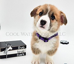 Glitter(SOLD)is a snuggle bug who loves to roll around and play with her siblings. She will come with a puppy pack, 2 sets of vaccinations, 30 days of trupanion puppy insurance, akc pet reg. She will be a red/white Gotcha day is 3/28  $2850