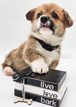 Party is a very sweet boy. I can already see his personality come through. Hes going to be a loyal boy who loves to play and give kisses. He comes with a puppy pack, 2 sets of vaccinations, akc pet reg and 30 days of trupanion puppy insurance.  Gotcha day is 3/28 $2850