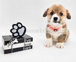 Confetti Is very loving and sweet. She comes from two dogs who aim to please. She will be between 25-29lbs full grown. She will come with 2 sets of vaccinations and a puppy pack. She is a snuggle bunny who like to lay on her back while sleeping :-). She is ready 3/28 $2850