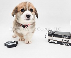 Juliet Is a very sweet girl. I can already see her personality come through. Shes going to be a loyal precious girl who loves to play and snuggle. She comes with a puppy pack, 2 sets of vaccinations, akc pet reg and 30 days of trupanion puppy insurance. Gotcha day is 3/29 $2850