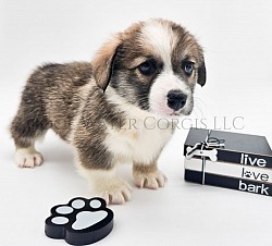 Love is very loving and sweet. He comes from two dogs who aim to please. He will be between 20-25lbs full grown. He will come with 2 sets of vaccinations and a puppy pack. He is a snuggle bunny who loves to play and care for his siblings. He will be ready 3/29 .$2850