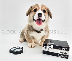 Teddy lives up to his name. He is very loving and sweet. He comes from two dogs who aim to please. He will be between 20-25lbs full grown. He will come with 2 sets of vaccinations and a puppy pack. He is a snuggle bunny who loves to play and care for his siblings. He will be ready 3/29 .$2850