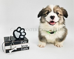 Cuddle is a major cuddle bug and thats why he earned that name. He is very loving and sweet. He comes from two dogs who aim to please. He will be between 20-25lbs full grown. He will come with 2 sets of vaccinations and a puppy pack. He is a snuggle bunny who loves to play and care for his siblings. He will be ready 3/29 .$2850