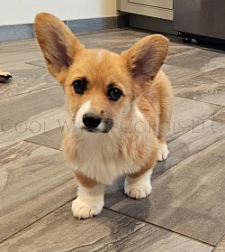 Party i(SOLD)s a very sweet boy. I can already see his personality come through. Hes going to be a loyal boy who loves to play and give kisses. He comes with a puppy pack, 2 sets of vaccinations, akc pet reg and 30 days of trupanion puppy insurance.  Gotcha day is 3/28 $2950