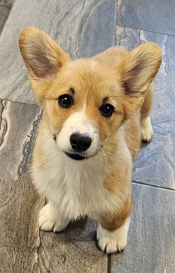 Confetti(SOLD) Is very loving and sweet. She comes from two dogs who aim to please. She will be between 25-29lbs full grown. She will come with 2 sets of vaccinations and a puppy pack. She is a snuggle bunny who like to lay on her back while sleeping :-). She is ready 3/28 $2950