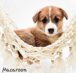 Macaroon(SOLD) is very loving and sweet. He comes from two dogs who aim to please. He will be between 25-30lbs full grown. He is a snuggly boy! He will come with 2 sets of vaccinations and a puppy pack. He is a snuggle bunny who likes to lay on his back while sleeping :-). He will be ready 5/16 $2950