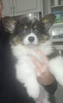 Belle is a sweet tri full fluffy that is also bluie! I cant wait to watch her grow up see what she can bring to the program.