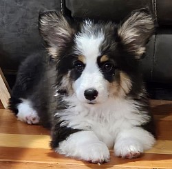 Pistol is a tri full fluffy. This Teddy Bear boy has nothing but gentle snuggles and love on his mind. He comes from two amazing parents and such an amazing background of smart and loving temperments, I cant wait to see what kind of puppies he produces!