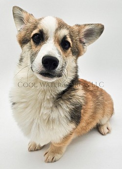 Love(SOLD) is very loving and sweet. He comes from two dogs who aim to please. He will be between 20-25lbs full grown. He comes fully vaccinated and with a puppy pack. He is a snuggle bunny who loves to play and care for his siblings. He will be ready 3/29 .$2950