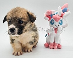 Sylveon (SOLD)is very sweet and she is already showing signs of being a snuggle bug. She will come with a puppy pack, 30days of trupanion puppy insurance, akc pet reg, 2 sets of vaccinations and a puppy pack gotcha day 7/28 $2950