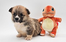 Charmander(SOLD) is a go boy. He is already giving kisses and exploring. He comes with a puppy pack, 2 sets of vaccinations, akc pet reg and 30 days of trupanion puppy insurance.  Gotcha day 7/28 $2950