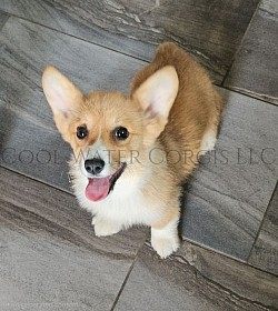 Hermoine(SOLD) is a precious girl. She has already perfected the kisses and snuggle. She will come fully vaccinated and with 30 days of trupanion puppy insurance and a puppy pack. Gotcha day is NOW $3150