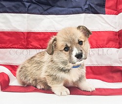 Squirtle(SOLD)is a sweet boy.  He's going to be a loyal precious boy who loves to play.  He comes with a puppy pack,  2 sets or vaccination , akc pet reg and 30 days of trupanion puppy insurance. He will be ready 7/24 $2950