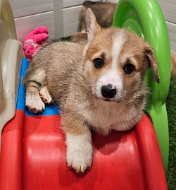 Leafeon(SOLD) is a snuggle bug who loves to roll around and play with his siblings. He will come with a puppy pack, 2 sets of vaccinations, 30 days of trupanion puppy insurance, akc pet reg. He will be a possible sable .Gotcha day is 7/24  $2950