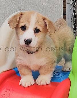 Eevee is a spunky sweet girl. She snuggles with her mom and siblings and loves to roll around.  She will be between 25-30lbs full grown. She will come with 2 sets of vaccinations, a puppy pack and 30 days of puppy insurance. Gotcha day 7/24 $2950