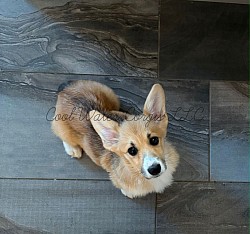 Sylveon is very sweet and she is already showing signs of being a snuggle bug. She will come with a puppy pack, 30days of trupanion puppy insurance, akc pet reg, 2 sets of vaccinations and a puppy pack gotcha day now  $2950