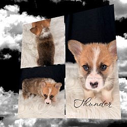 Thunder is a go boy. He is already giving kisses and exploring. He comes with a puppy pack, 2 sets of vaccinations, akc pet reg and 30 days of trupanion puppy insurance.  Gotcha day 9/26 $2950