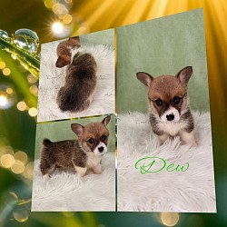 Dew is a sweet boy.  He's going to be a loyal precious boy who loves to play.  He comes with a puppy pack,  2 sets or vaccination , akc pet reg and 30 days of trupanion puppy insurance. He will be ready 9/26 $2950