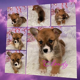 Cloudy is a spunky sweet girl. She snuggles with her mom and siblings and loves to roll around.  She will be between 25-30lbs full grown. She will come with 2 sets of vaccinations, a puppy pack and 30 days of puppy insurance. Gotcha day 9/26 $2950