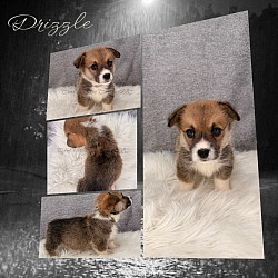 Drizzle is a snuggle bug who loves to roll around and play with his siblings. He will come with a puppy pack, 2 sets of vaccinations, 30 days of trupanion puppy insurance, akc pet reg. He will be a possible sable .Gotcha day is 9/26 $2950