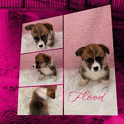 Flood a very sweet boy. I can already see her personality come through. She going to be a precios girl who loves to play and give kisses. She comes with a puppy pack, 2 sets of vaccinations, akc pet reg and 30 days of trupanion puppy insurance.  Gotcha day is 9/26 $2950