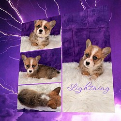 Lightning Is very loving and sweet. She comes from two dogs who aim to please. She will be between 25-29lbs full grown. She will come with 2 sets of vaccinations and a puppy pack. She is a snuggle bunny who like to lay on her back while sleeping :-). She is ready 9/25 $2950