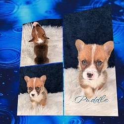 Puddle is a very sweet boy. I can already see his personality come through. Hes going to be a loyal handsome boy who loves to play and snuggle. He comes with a puppy pack, 2 sets of vaccinations, akc pet reg and 30 days of trupanion puppy insurance. Gotcha day is 9/25 $2950