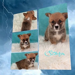 Storm is very loving and sweet. She comes from two dogs who aim to please. She will be between 20-25lbs full grown. She comes with 2 setsbof vaccination and with a puppy pack. She is a snuggle bunny who loves to play and care for her siblings. She will be ready 9/25 $2950
