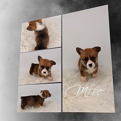 Mist is very loving and sweet. She comes from two dogs who aim to please. She will be between 25-30lbs full grown. She is a snuggly girl! She will come with 2 sets of vaccinations and a puppy pack. She is a snuggle bunny who likes to lay on her back while sleeping :-). She will be ready 9/25 $2950