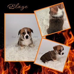 Blaze is a precious boy. He has already perfected the kisses and snuggle. He will comes with 2 sets of vaccines and with 30 days of trupanion puppy insurance and a puppy pack. Gotcha day is 10/3 $2950
