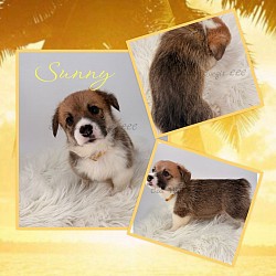 Sunny is a precious boy. He is very loving and sweet. He comes from two dogs who aim to please. He will be between 20-25lbs full grown. He will come with 2 sets of vaccinations and a puppy pack. He is a snuggle bunny who loves to play and care for his siblings. He will be ready 10/3 .$2950