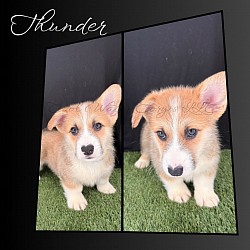 Thunder(SOLD) is a go boy. He is already giving kisses and exploring. He comes with a puppy pack, 2 sets of vaccinations, akc pet reg and 30 days of trupanion puppy insurance.  Gotcha day 9/26 $2950