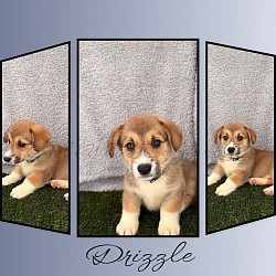 Drizzle(SOLD) is a snuggle bug who loves to roll around and play with his siblings. He will come with a puppy pack, 2 sets of vaccinations, 30 days of trupanion puppy insurance, akc pet reg. He will be a possible sable .Gotcha day is 9/26 $2950