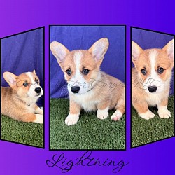 Lightning(SOLD) Is very loving and sweet. She comes from two dogs who aim to please. She will be between 25-29lbs full grown. She will come with 2 sets of vaccinations and a puppy pack. She is a snuggle bunny who like to lay on her back while sleeping :-). She is ready 9/25 $2950