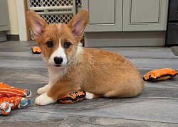 Puddle(sold) is a very sweet boy. I can already see his personality come through. Hes going to be a loyal handsome boy who loves to play and snuggle. He comes with a puppy pack, 2 sets of vaccinations, akc pet reg and 30 days of trupanion puppy insurance. Gotcha day is 9/25 $2950