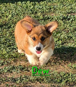 Dew is a sweet boy.  He's going to be a loyal precious boy who loves to play.  He comes with a puppy pack,  2 sets or vaccination , akc pet reg and 30 days of trupanion puppy insurance. He will be ready 9/26 $2950