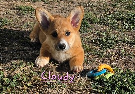 Cloudy is a spunky sweet girl. She snuggles with her mom and siblings and loves to roll around.  She will be between 25-30lbs full grown. She will come with 2 sets of vaccinations, a puppy pack and 30 days of puppy insurance. Gotcha day 9/26 $2950