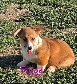 Flood a very sweet boy. I can already see her personality come through. She going to be a precios girl who loves to play and give kisses. She comes with a puppy pack, 2 sets of vaccinations, akc pet reg and 30 days of trupanion puppy insurance.  Gotcha day is 9/26 $2950